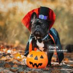 🐾 Howl-O-Weenie on Magazine Street: Where Costumes, Cocktails & Canines Collide! 🎃